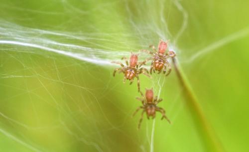 Atypus sp.